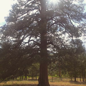 2015-06-11 16.03.17-1