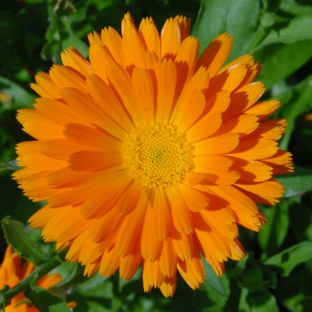 goudsbloem, calendula