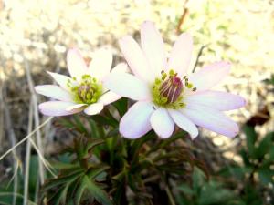 anemone twin