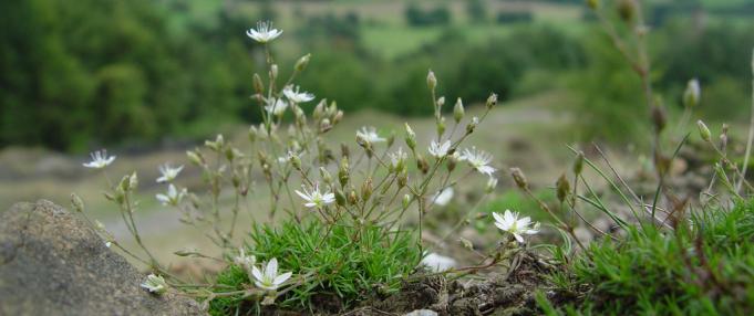 spring sandwortr flora