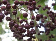 elderberry